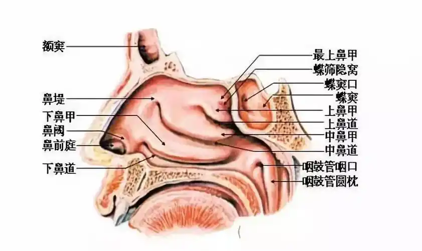 一个鼻孔出气实锤连你的鼻孔都是轮班制的