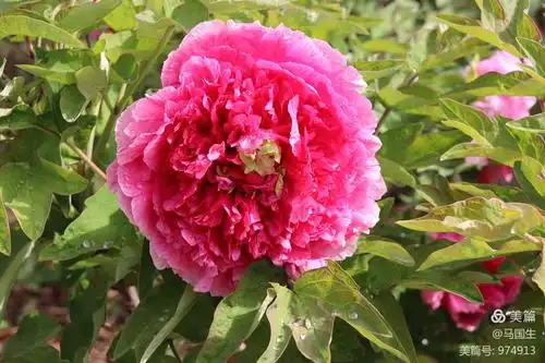 空气清新,大片盛开的牡丹花姹紫嫣红,花朵上挂着雨珠,在朝阳的