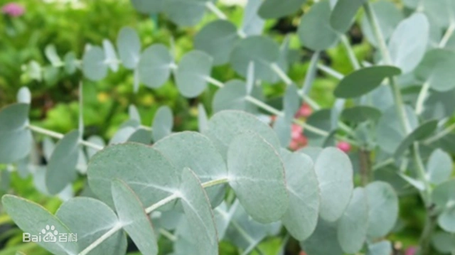 银叶桉是常绿灌木或小乔木,株高可达3米.