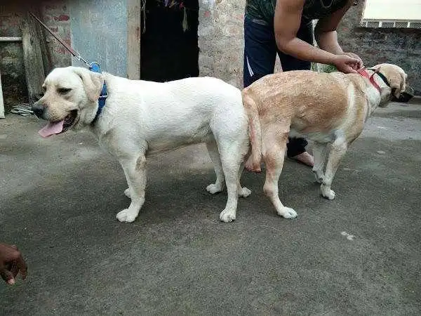 狗交配时,为什么背对背处于锁结状态?人与犬科