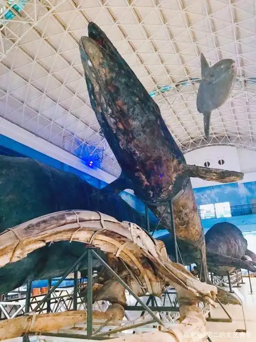 大连自然博物馆:大连自然博物馆为现代欧式建筑,坐落在风景秀丽的