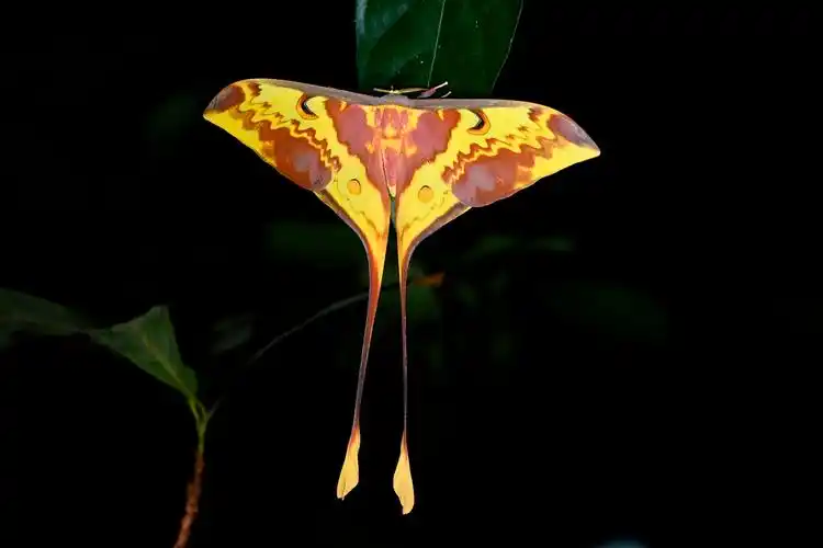 云南昆虫科普大尾大蚕蛾身着黄旗袍月下舞翩跹