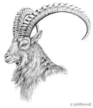 分享一组羊头素描