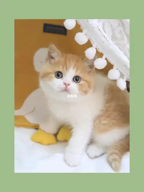 橘白弟弟找新家