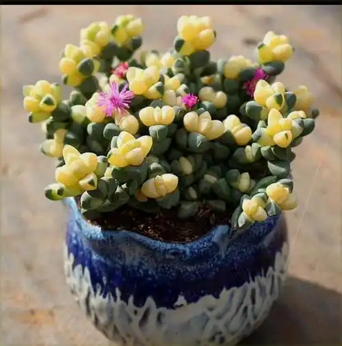 鹿角海棠多肉应山美琪植物迷你你多绿植花卉多肉植物