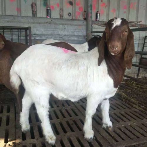 纯种波尔山羊小羊羔怀孕母羊活体种公羊