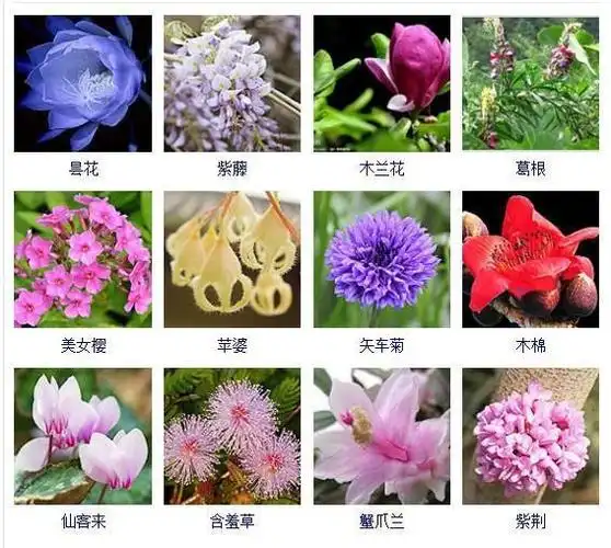 这432种常见花名常识,希望花友们能在为自己建一座