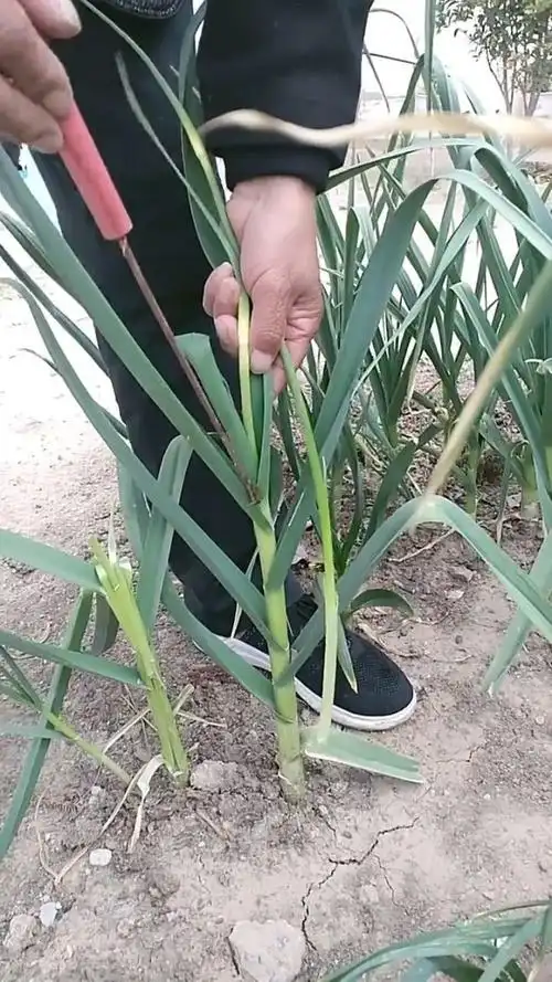 原来这就是蒜薹,不过这样拔出来,还能结蒜吗?