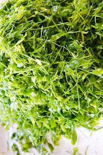 甜菜,山柚子科山柚子属山柚子