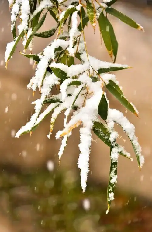 【诗词鉴赏】雪中竹,就是最美的冬日风景!_竹子