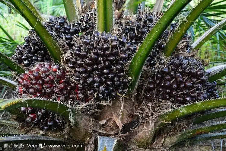 油棕榈的果实(几内亚榄)