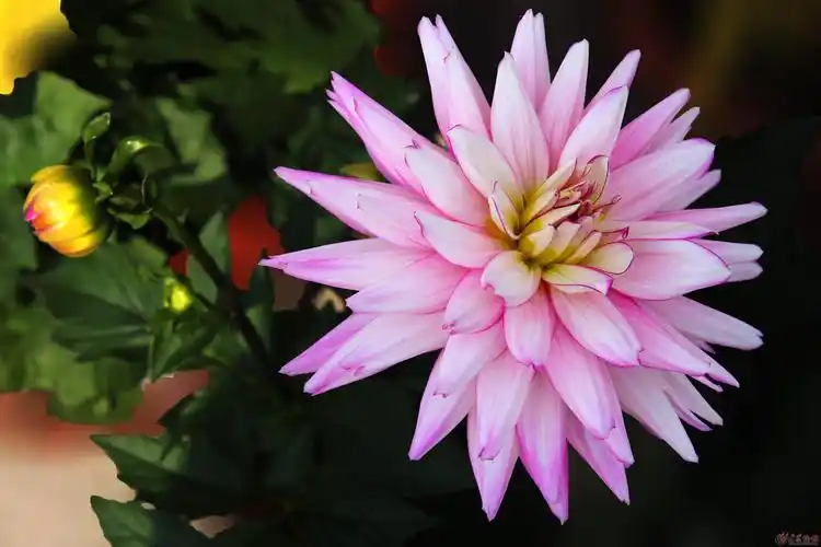 春天里的菊花更娇媚