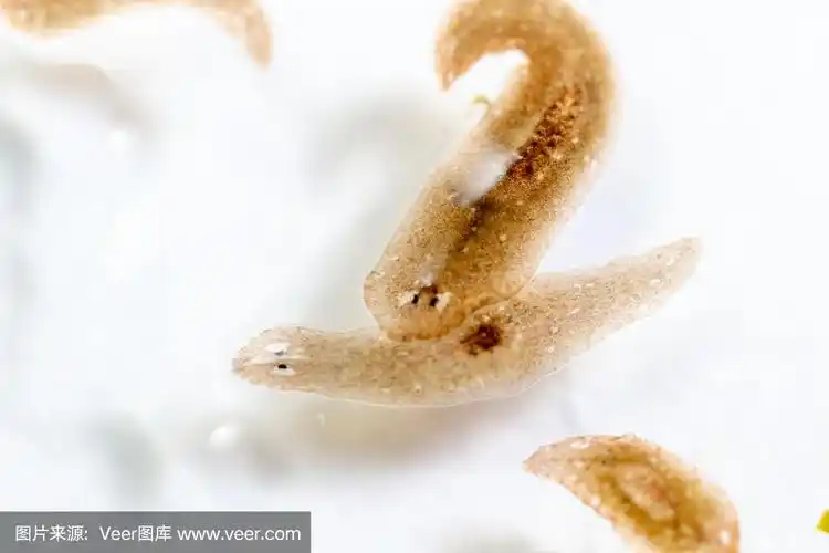 显微镜下的涡虫寄生虫(扁虫).