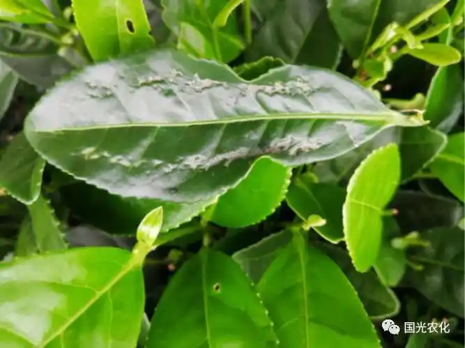 茶蓟马危害茶叶状茶蓟马危害茶叶状以成虫和若虫锉吸茶树汁液取食