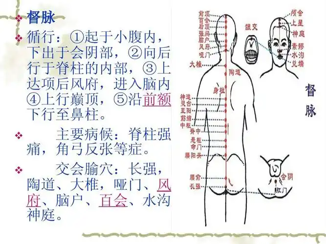 奇经八脉与养生ppt