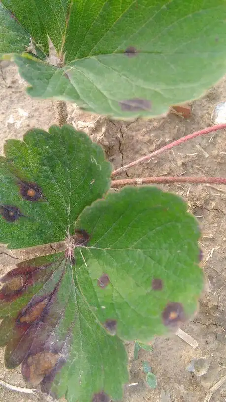 草莓叶上有黑点什么病,怎么治疗