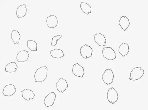 花瓣简笔画步骤