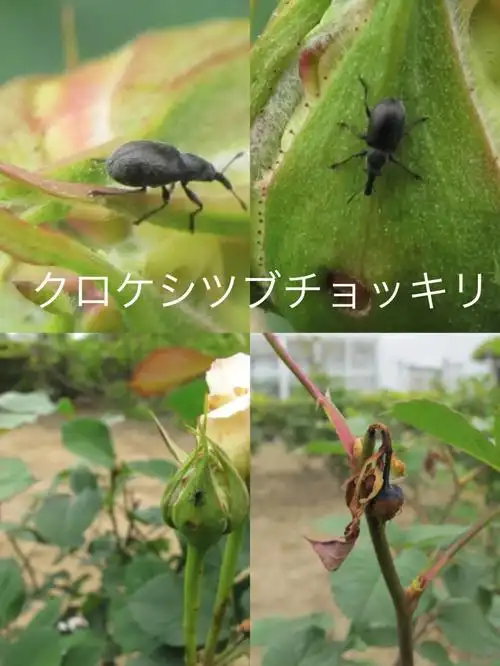 月季常见病虫害中日对照3