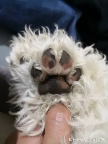 狗狗的脚掌毛需要剃吗?