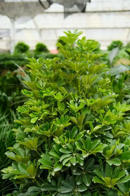 鸭脚木秋天怎么养