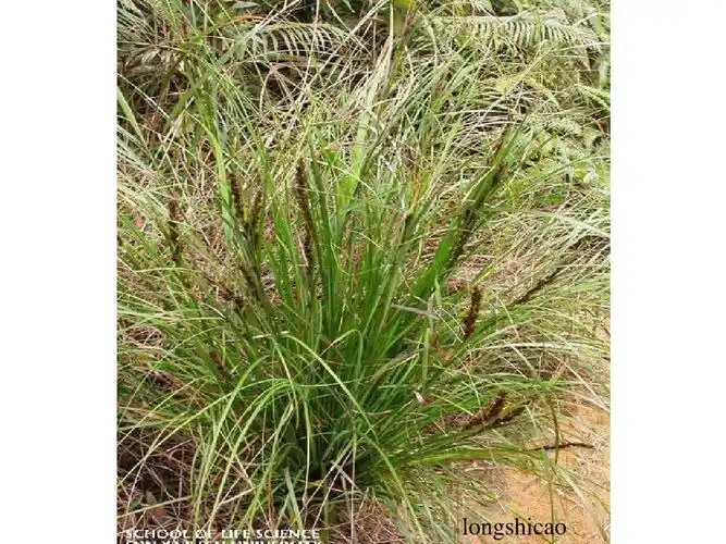 单子叶植物纲(11科)ppt