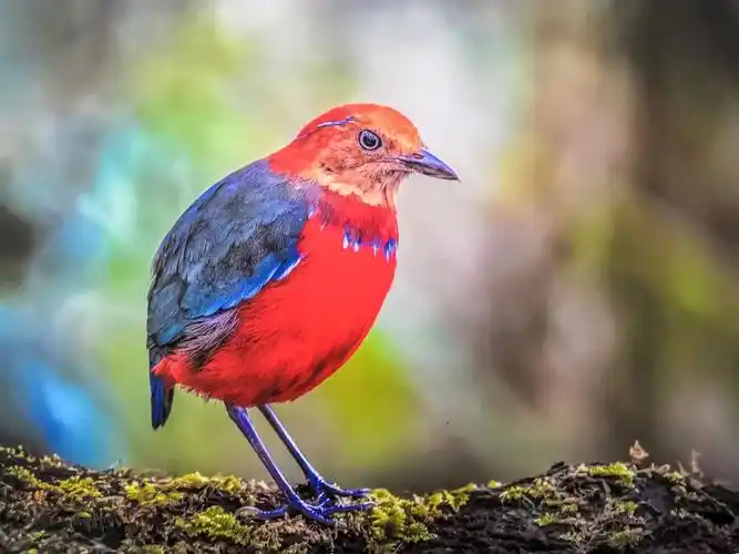 难得一见的世界珍稀鸟类摄影展