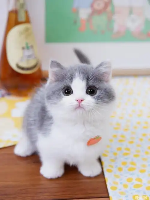 英短蓝白猫咪蓝白英短猫咪蓝白猫英短家养蓝白猫