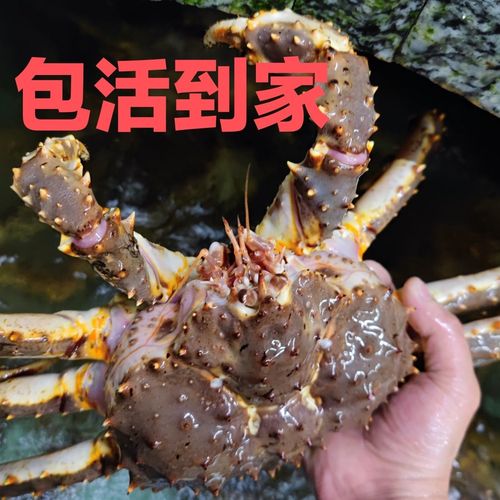 【次日达包活到家】帝王蟹鲜活,阿拉斯加帝王蟹活的包活皇帝蟹