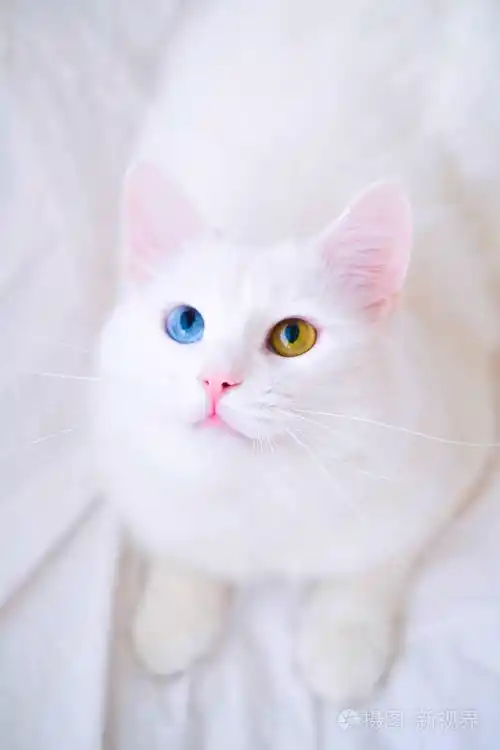 不同颜色眼睛的白猫.土耳其安哥拉.一只蓝绿两色眼睛仰望的小货车.