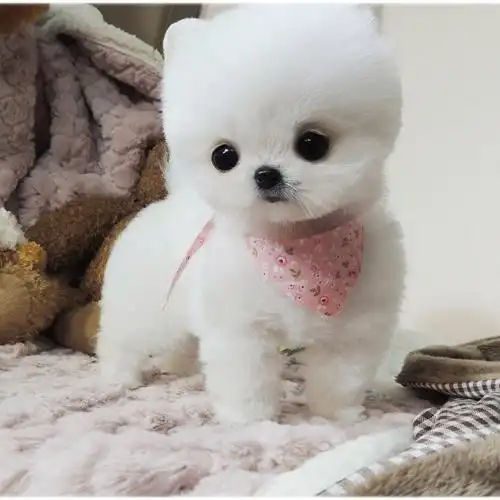 宠物狗狗纯种博美幼犬哈多利球体博美俊介犬白色茶杯小体博美狗*