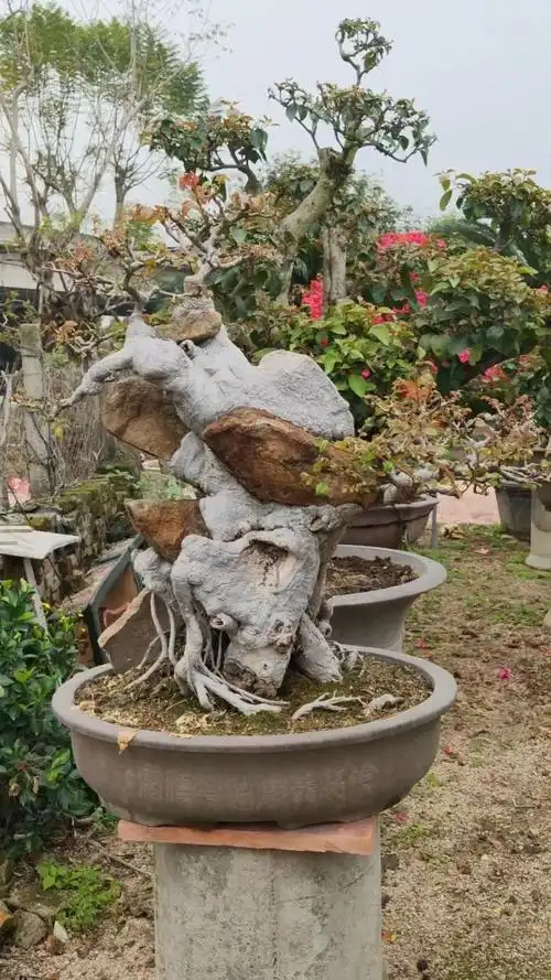 大附石榆树盆景老桩