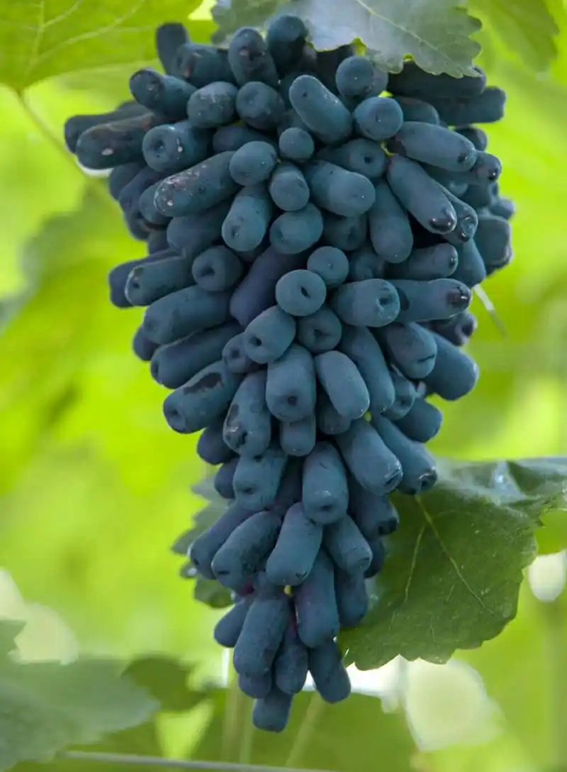 甜蜜蓝宝石葡萄苗晚熟无核高产好看又好吃价格还高