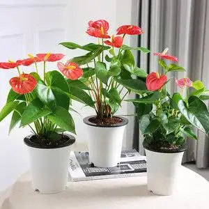 水植物盆栽水养花鸿运当头图片