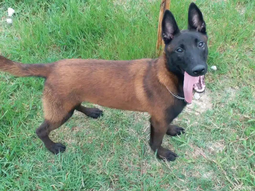 玉林出售纯种马犬,疫苗驱虫已做,保健康,可视频选购