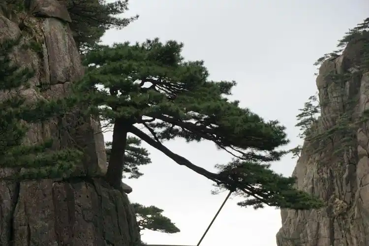 探海松,又称小迎客松.