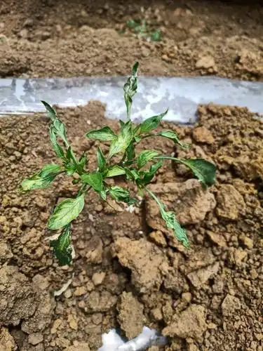 你好辣椒像这样是什么病呀