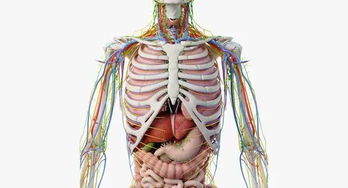 完整男性解剖3d模型