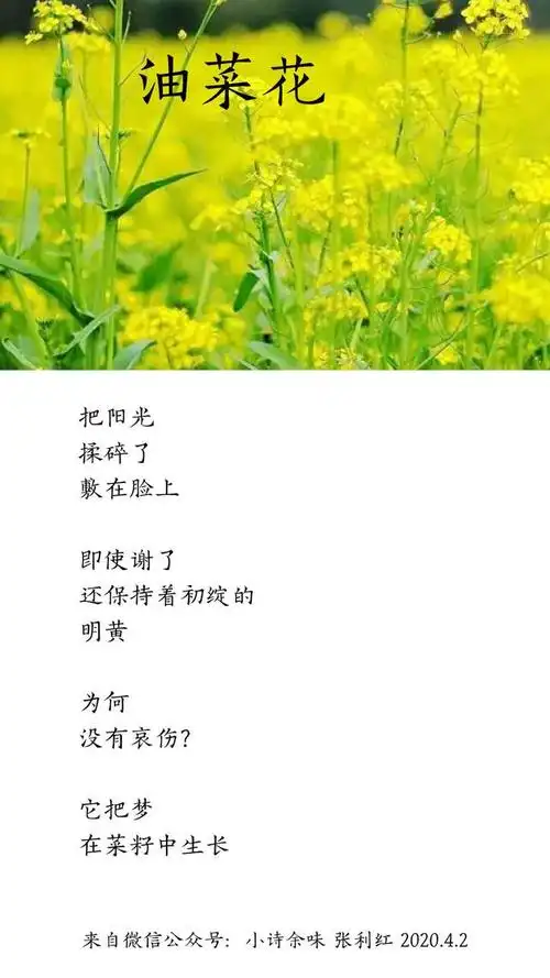 张利红小诗四首:油菜花