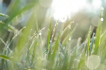 清晨,阳光清晨的露水照片