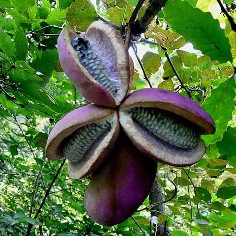 这种红薯居然是长在树上的!在城市里卖80多块一斤!