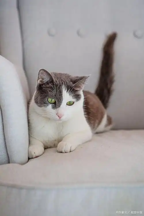 起司猫的优缺点:价格:起司猫的价格通常在3000-10000元之间,品相和