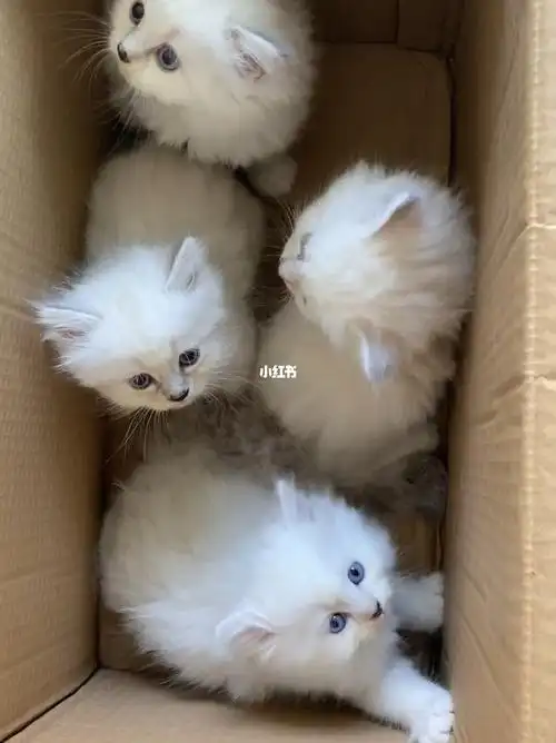 长毛银点和布偶串的一窝领养有偿的