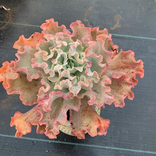 高砂之翁多肉 高沙 女王花笠 舞会红裙 包菜型多肉植物组合盆栽