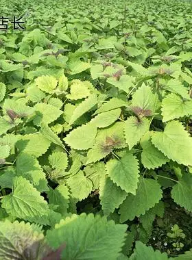 新鲜藿香叶鱼食用水煮鱼调料大茴香