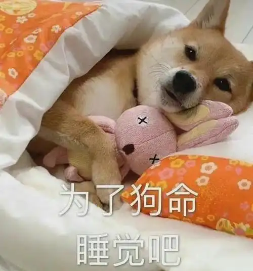 狗狗睡觉喜欢敞开肚皮,原来是在告诉主人这些"秘密"