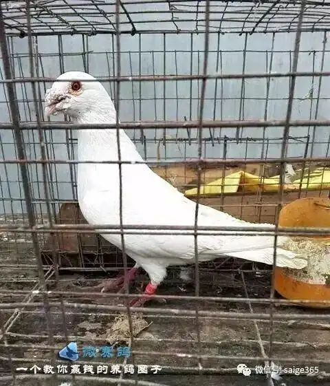 【图集】河南鸽友的锡坤白种鸽欣赏!