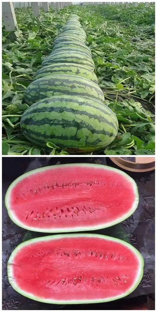巨型懒汉瓜王西瓜种籽子特大超甜西瓜四季南方抗病盆栽嫁接孑秧苗纯丰