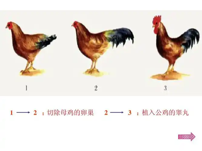 切除母鸡的卵巢     : 植入公鸡的睾丸