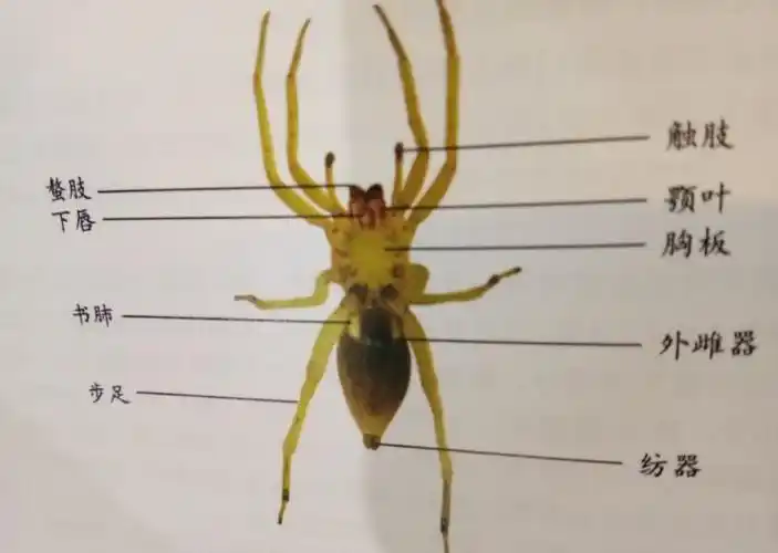 蜘蛛为什么不是昆虫