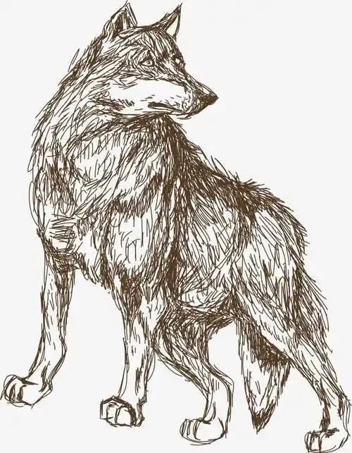 动物狼速写